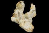 Impressive Cluster Of Ammonites, Gastropods, Belemnites #173179-2